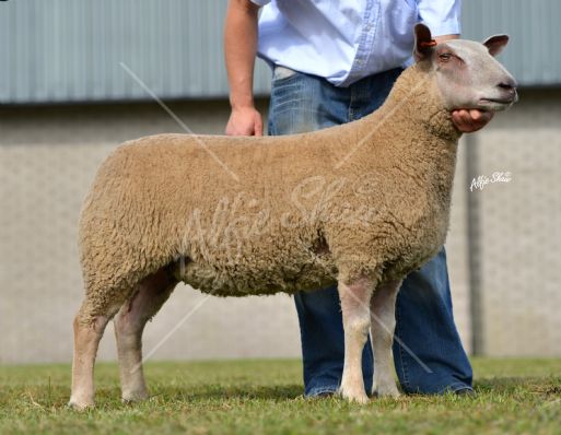 Charollais Ewe Lamb shown by Drew and Stephen Cowan sold for 820gns